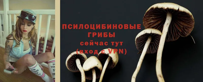 Галлюциногенные грибы Psilocybe  МЕГА вход  Богданович  наркота 